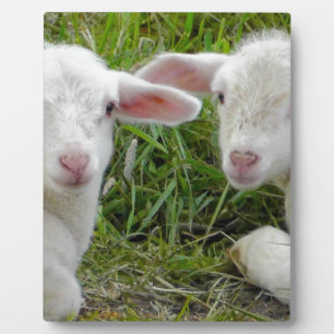 Het tweeling Dierlijke Denken van het Baby van het Fotoplaat