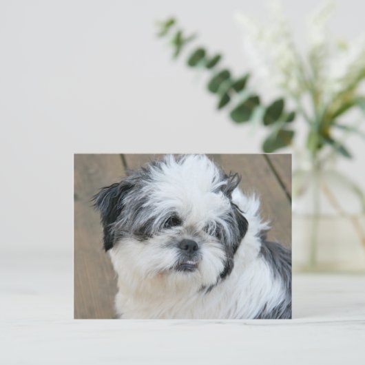 het tzu - gezicht briefkaart (Staand voorkant)