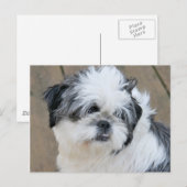 het tzu - gezicht briefkaart (Voorkant / Achterkant)