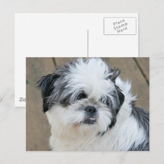 het tzu - gezicht briefkaart (Voorkant / Achterkant)