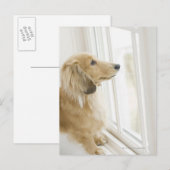 Het uitkijkvenster van de hond briefkaart (Voorkant / Achterkant)