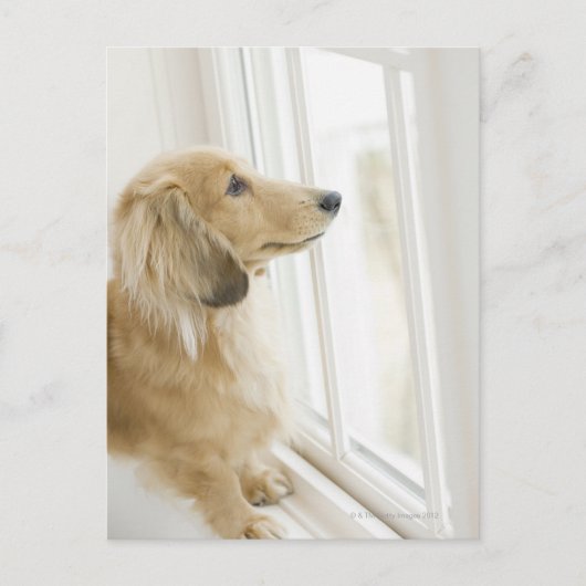 Het uitkijkvenster van de hond briefkaart (Voorkant)