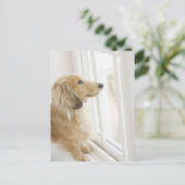 Het uitkijkvenster van de hond briefkaart (Staand voorkant)