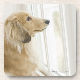 Het uitkijkvenster van de hond drankjes onderzetter
