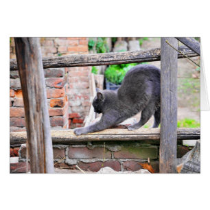 Het uitrekken zich kat