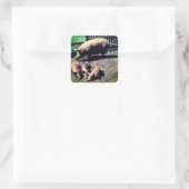 Het varken en haar drie baby's vierkante sticker (Tas)