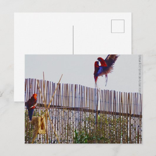 Het vechten voor het meisje briefkaart (Voorkant / Achterkant)