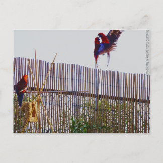 Het vechten voor het meisje briefkaart