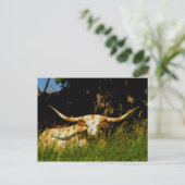 Het veebriefkaart van Longhorn Briefkaart (Staand voorkant)