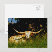 Het veebriefkaart van Longhorn Briefkaart (Voorkant / Achterkant)