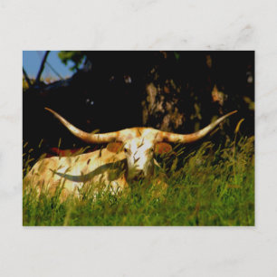 Het veebriefkaart van Longhorn Briefkaart