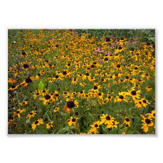Het veld van de bruine-ogen Susan bloemen. Foto Afdruk (Voorkant)