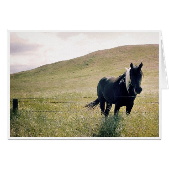 Het verfpaard (Voorkant Horizontaal)