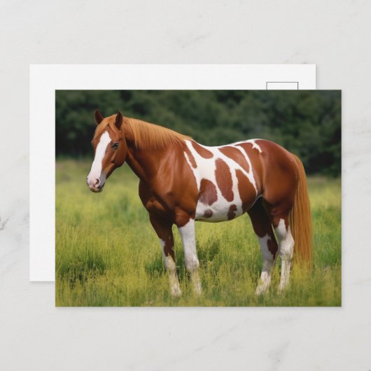 Het verfpaard briefkaart (Voorkant / Achterkant)