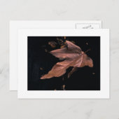 Het "verslagen Blad van de Sycomoor " Briefkaart (Voorkant / Achterkant)