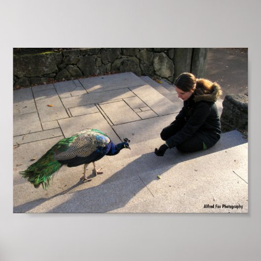 Het vertrouwen van een pauw poster (Voorkant)