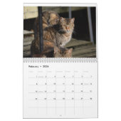 Het Verwilderde Leven 2024 Mooie Natuurlijke Katte Kalender (Feb 2026)