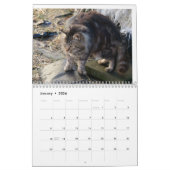 Het Verwilderde Leven 2024 Mooie Natuurlijke Katte Kalender (Jan 2026)