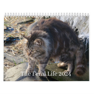 Het Verwilderde Leven 2024 Mooie Natuurlijke Katte Kalender