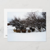 Het verzamelen van de kudde in de sneeuw briefkaart (Voorkant / Achterkant)