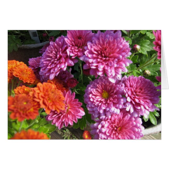 Het verzamelen van Mums (Voorkant Horizontaal)