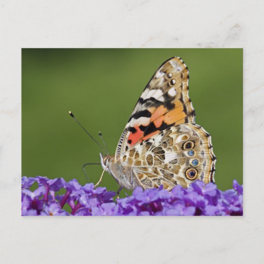 Het verzamelen van Nectar-Briefkaart Briefkaart (Voorkant)