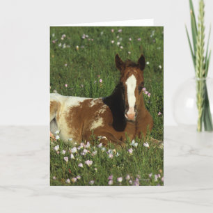 Het Veulen die van Appaloosa in Bloemen bepalen Kaart
