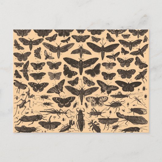 Het Vintage Briefkaart van de Illustraties van het (Voorkant)