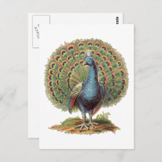 Het vintage briefkaart van de Pauw… (Voorkant / Achterkant)