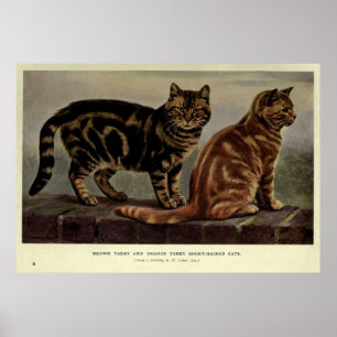 Het vintage Kortharige Schilderen van de Kat van Poster