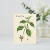Het vintage Plant van de Koffie Briefkaart (Staand voorkant)