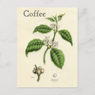 Het vintage Plant van de Koffie Briefkaart