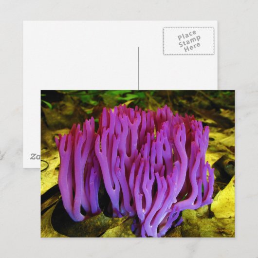 Het Violet Coral Fungus Clavaria Zollingeri Briefkaart (Voorkant / Achterkant)