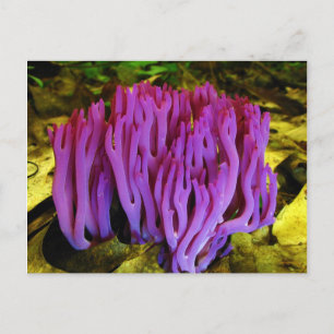 Het Violet Coral Fungus Clavaria Zollingeri Briefkaart