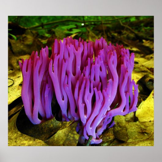 Het Violet Coral Fungus Clavaria Zollingeri Poster (Voorkant)