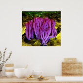 Het Violet Coral Fungus Clavaria Zollingeri Poster (Keuken)