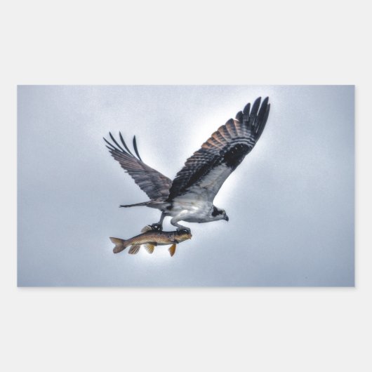 Het vliegen Osprey met Walleye Vist HDR Photo Rechthoekige Sticker (Voorkant)