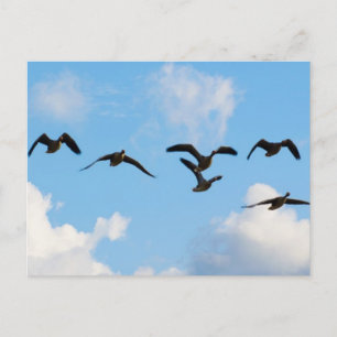 Het vliegende Briefkaart van Ganzen