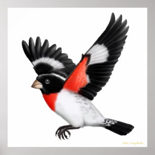 Het vliegende Roos Breasted Grosbeak Poster