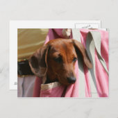 Het vlot-haired MiniatuurPuppy van de Tekkel Briefkaart (Voorkant / Achterkant)