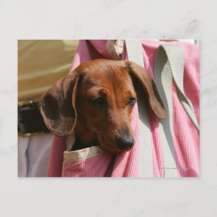 Het vlot-haired MiniatuurPuppy van de Tekkel Briefkaart