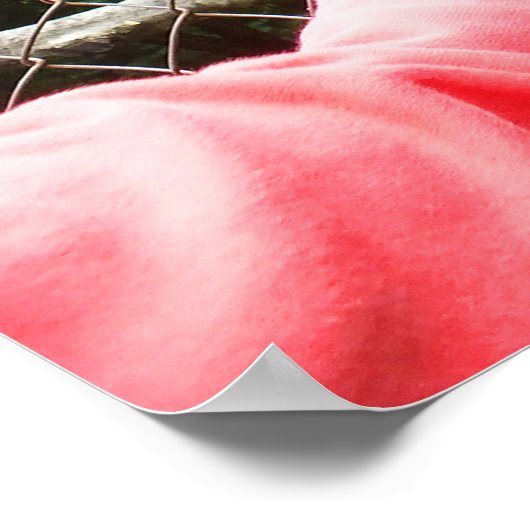 Het voeden van een lemur poster (Hoek)