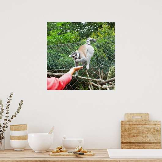 Het voeden van een lemur poster (Keuken)