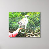 Het voeden van een ringstaartlemur canvas afdruk (Voorkant)
