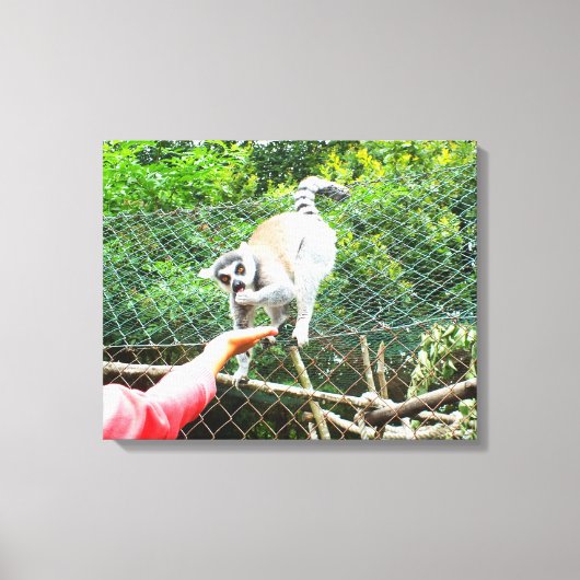 Het voeden van een ringstaartlemur canvas afdruk (Voorkant)