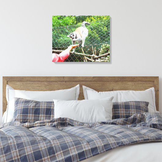 Het voeden van een ringstaartlemur canvas afdruk (Insitu (Slaapkamer))