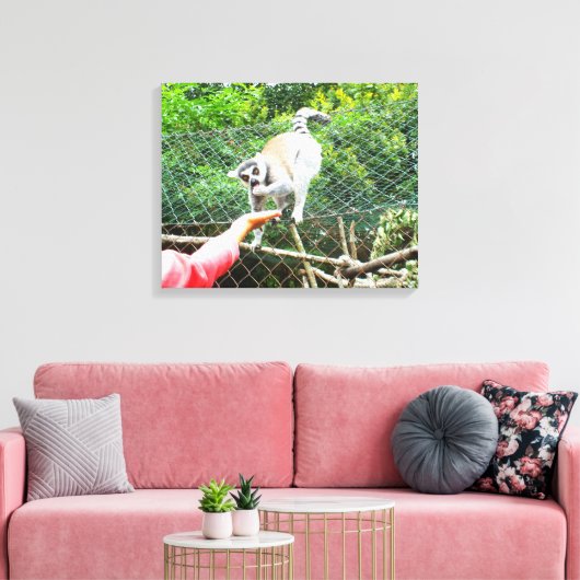 Het voeden van een ringstaartlemur canvas afdruk (Insitu (Woonkamer))