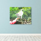 Het voeden van een ringstaartlemur canvas afdruk (Insitu (Houten vloer))