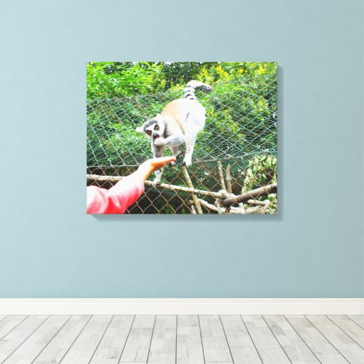 Het voeden van een ringstaartlemur canvas afdruk (Insitu (Houten vloer))