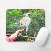 Het voeden van een ringstaartlemur muismat (Met muis)